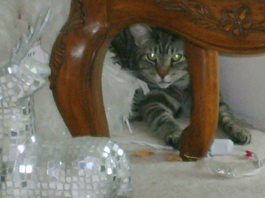 Cat picture - ringo