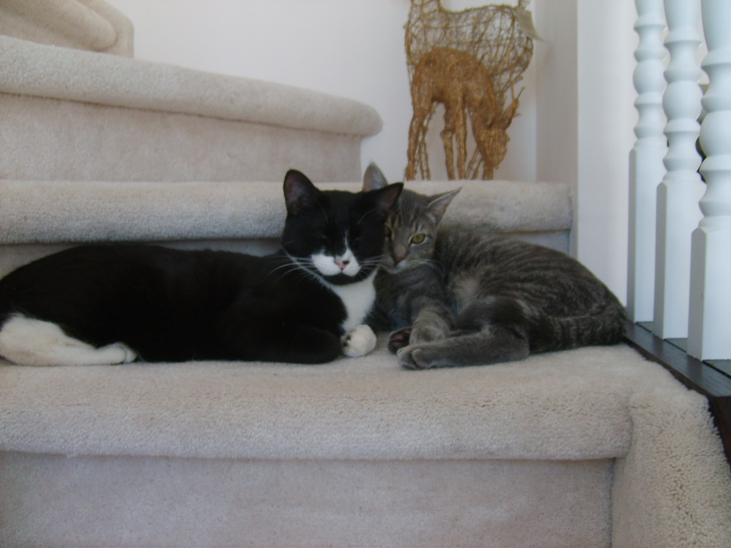 helping cats get along