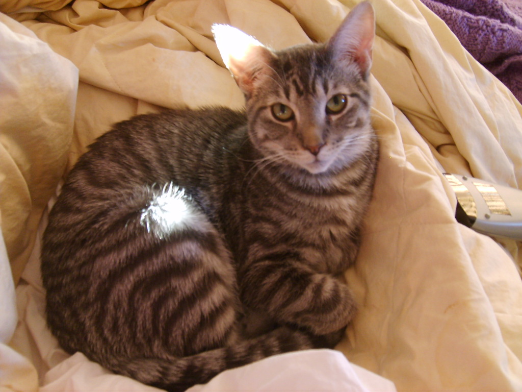 Pictures of cats - ringo the tabby