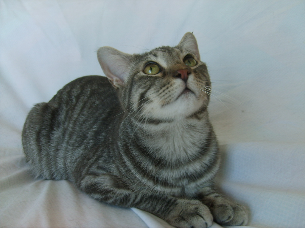 Tabby Cat Ringo