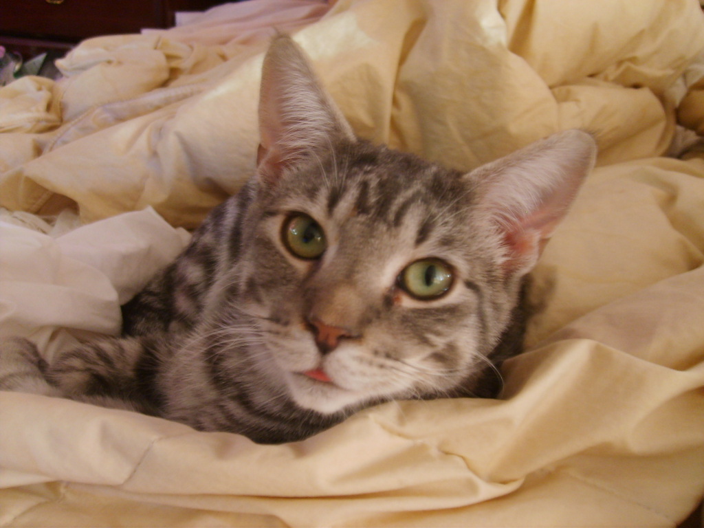 tabby cat picture