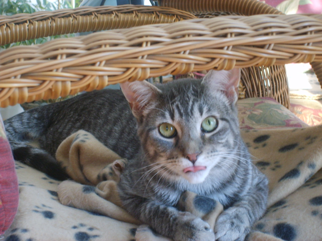 Ringo: Cat Pictures