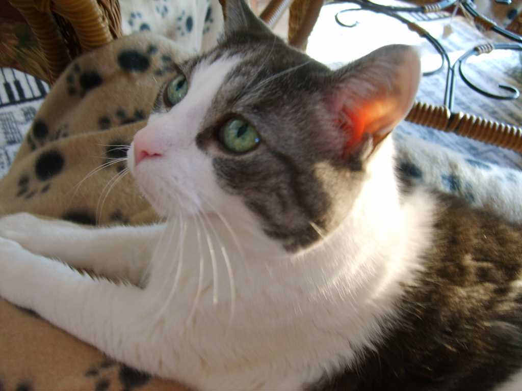 Relieve Cat Arthritis