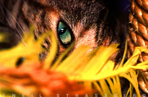 Photo Credit: Strassberg Stock Art