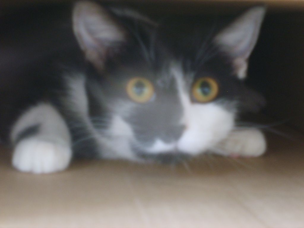 cute cat picture